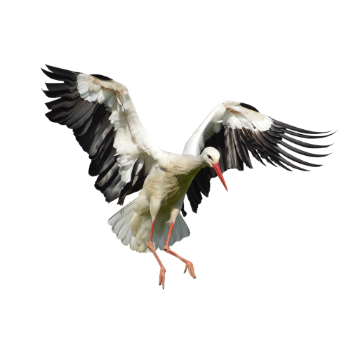 stork ave animals