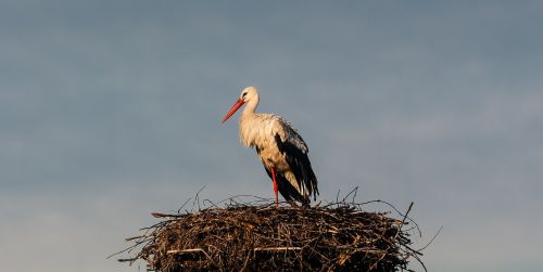 stork nature rattle stork