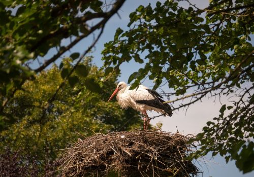 stork animals bird