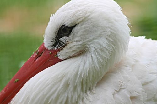 stork rattle stork bird