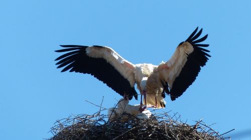 stork alsace strasbourg