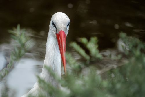 stork bird rattle stork