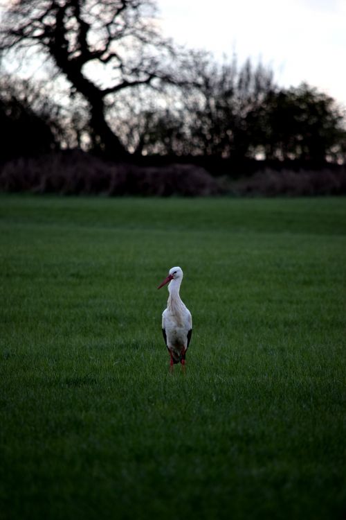 stork field bird