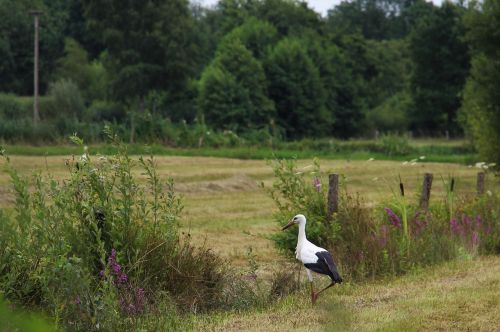 stork eindhoven gijzenrooi