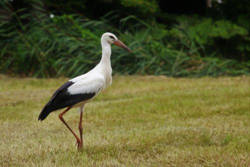 stork eindhoven gijzenrooi