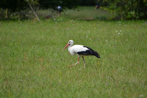 stork bird green