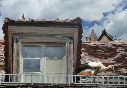 stork house roof stork nests