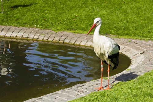 stork pond rattle stork