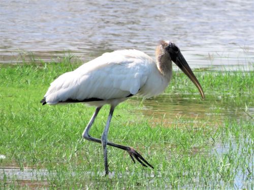 stork swamp tropical bird