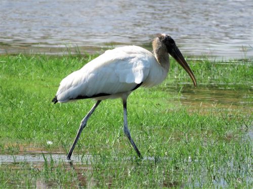 stork walking bird birding