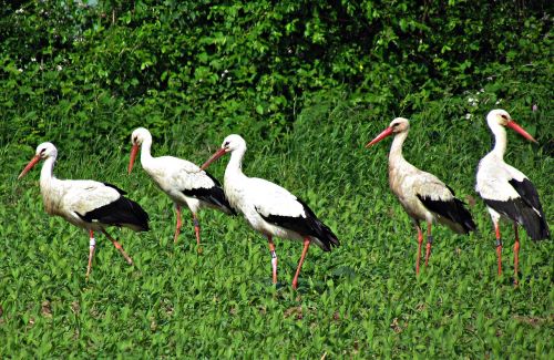 stork field meadow