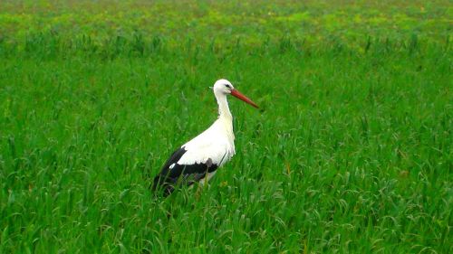 stork animals bird