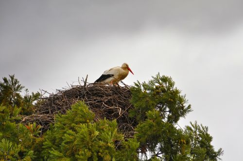 stork storchennest bird