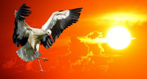 stork fly sunset