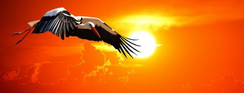stork fly sunset