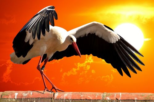 stork bird roof