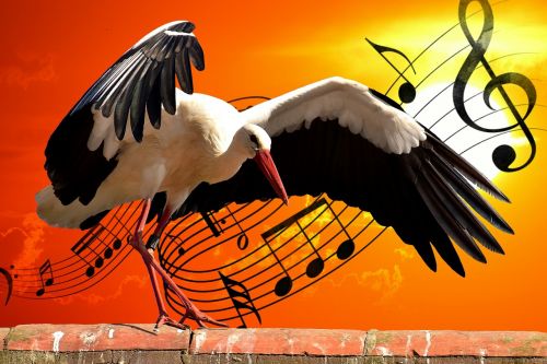 stork bird music