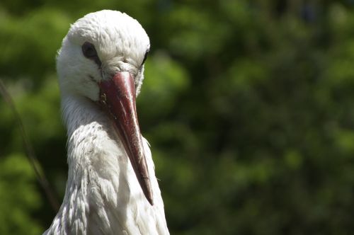 stork detail beak