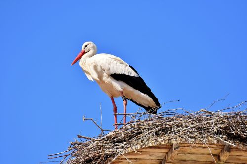 stork fly bird