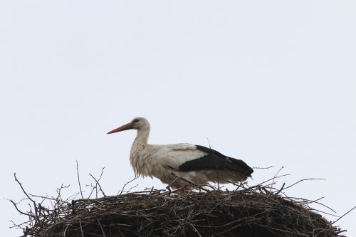 stork storchennest nest