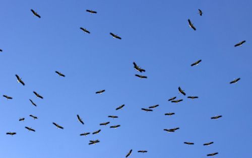 stork stol birds