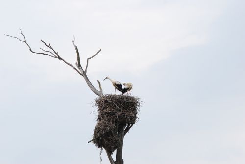 stork nest nature