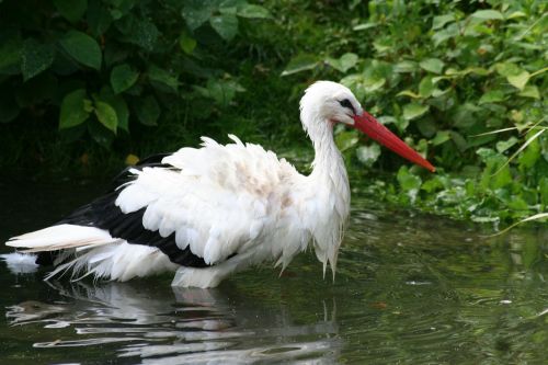 stork white stork bird