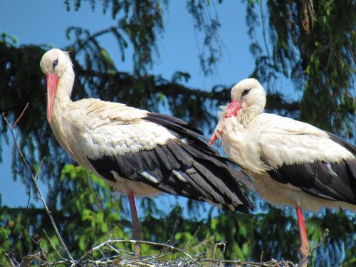 stork birds feathered race
