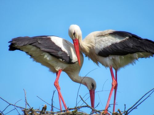stork birds feathered race