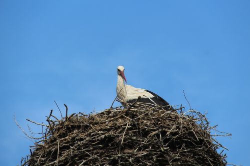 stork white stork adebar