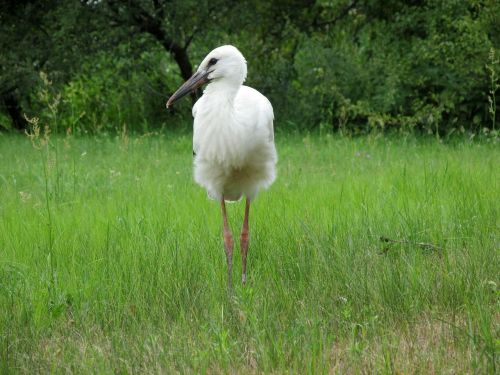 stork nature bird