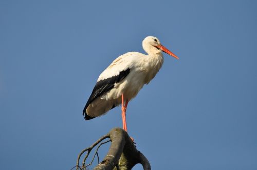 stork bird animal