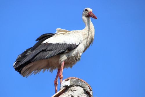 stork weisssorch bird