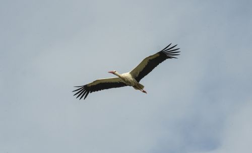 stork flight sky