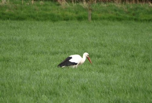 stork bird meadow