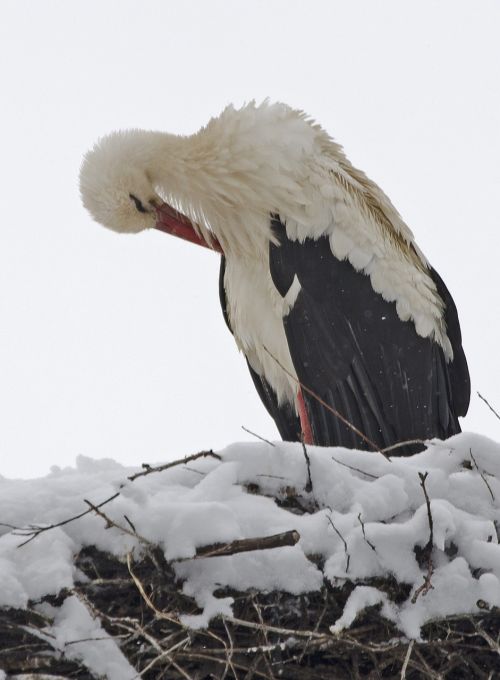 stork snow cold