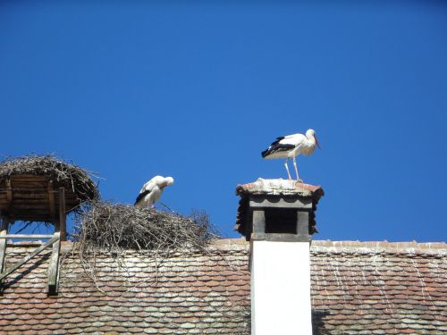 stork storks roof