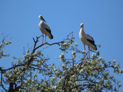 stork storks rattle stork