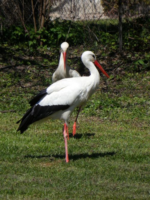 stork storks rattle stork