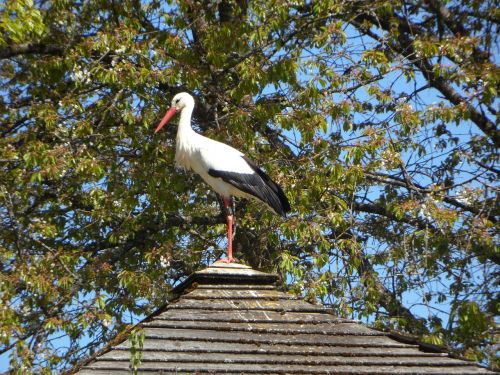 stork rattle stork roof