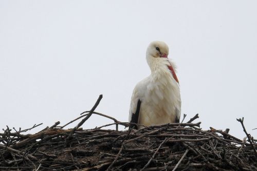 stork bird nature