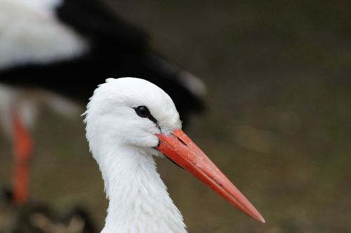 stork bird animal portrait