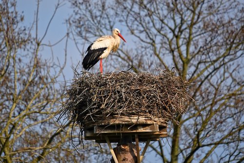 stork  bird  animal