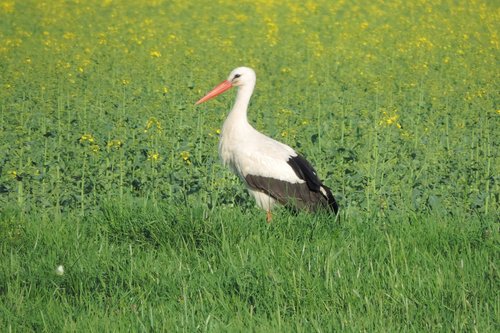 stork  nature  grass