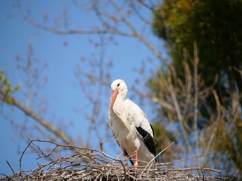 stork  nest  young