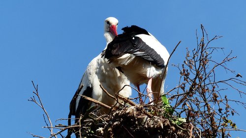 stork  nest  bird