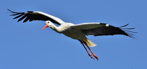 stork  flying  wing