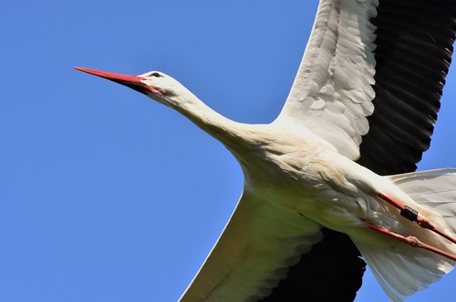 stork  flying  wing