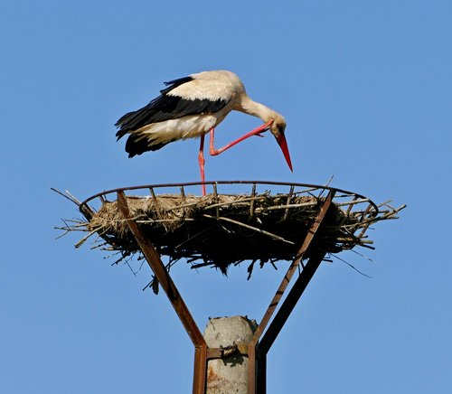 stork  white  nature