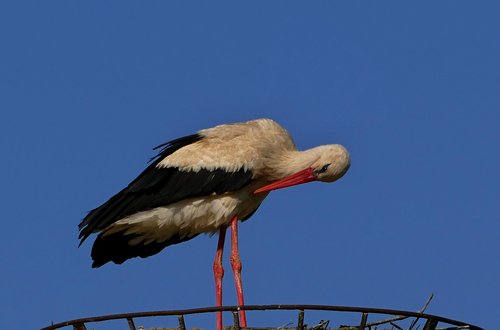 stork  white  nature